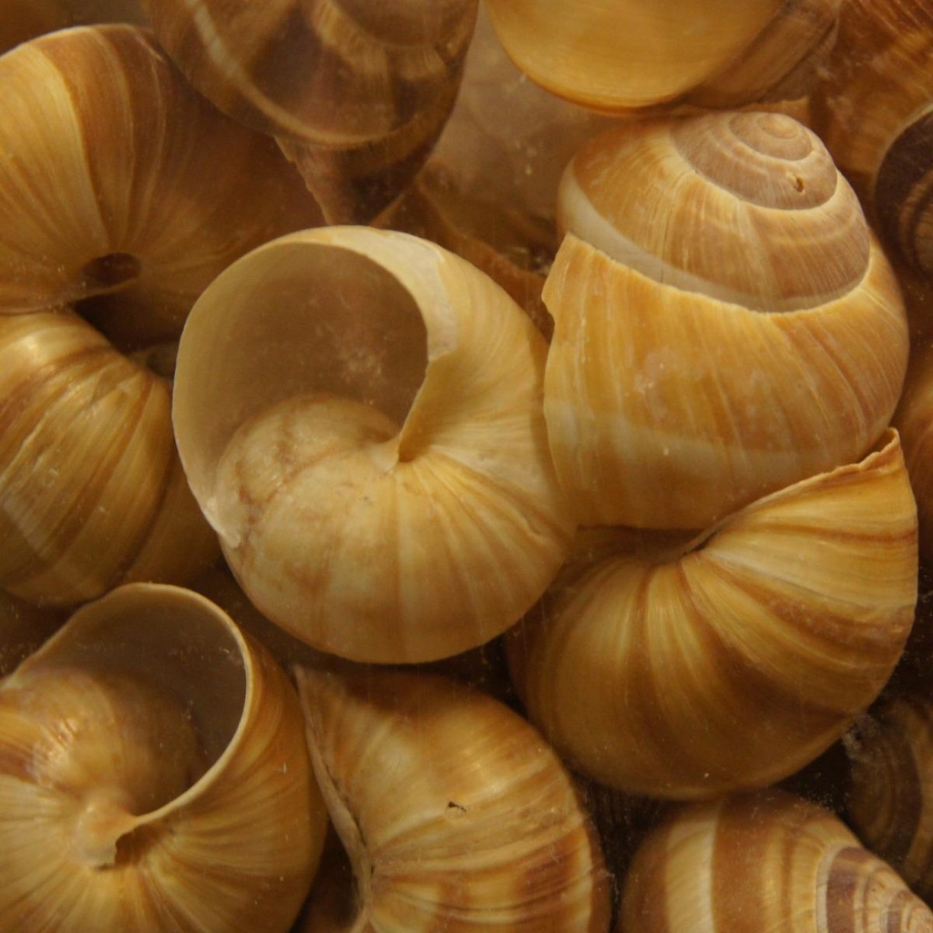 SAB Snail Shells x 36